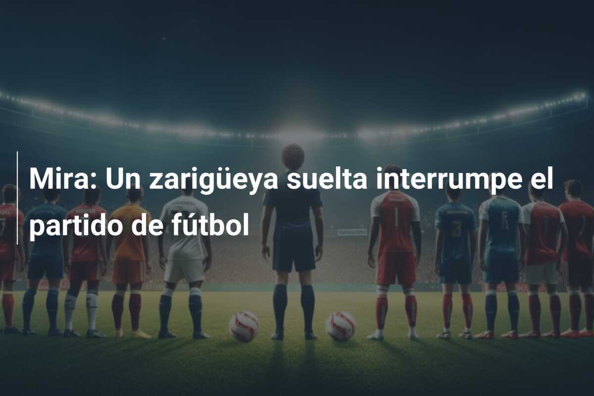 Mira: Un zarigüeya suelta interrumpe el partido de fútbol