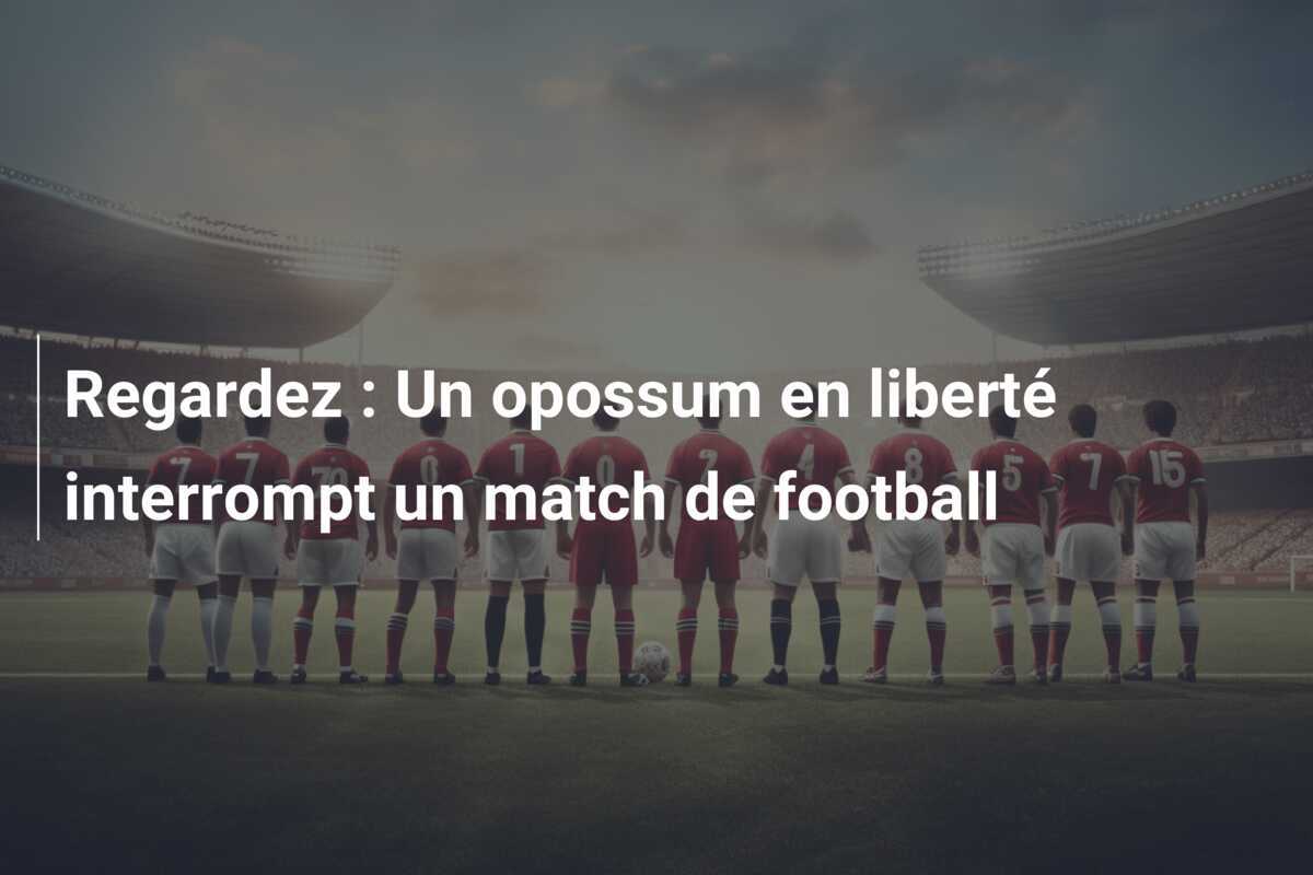 Regardez : Un opossum en liberté interrompt un match de football