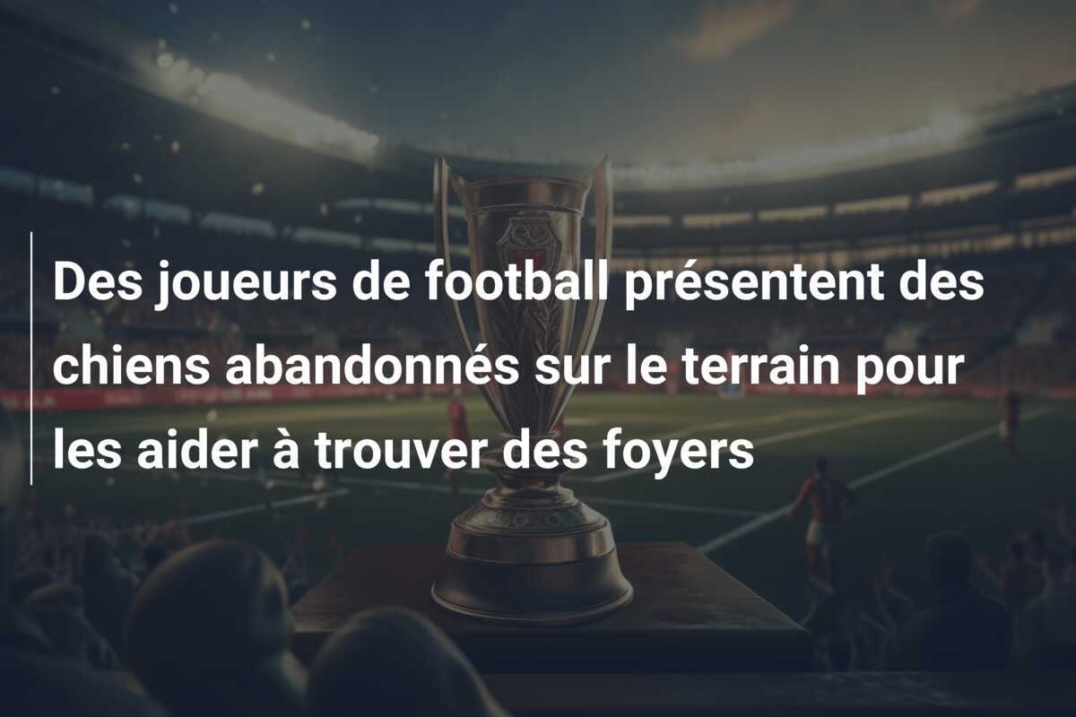 Des joueurs de football présentent des chiens abandonnés sur le terrain pour les aider à trouver des foyers