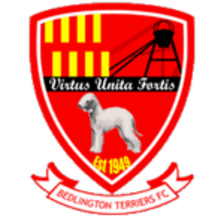 Đội bóng Bedlington Terriers