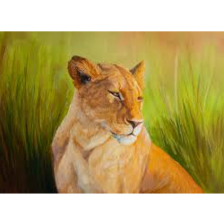 Young Lionesses (F)