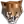 Баффало Бенгалс