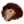 Sư Tử Vàng