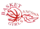 Đội bóng rổ nữ Ancona