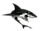 Sharks La Serena