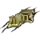 ФК Лондон Лайонс