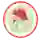 Adamstown Rosebud II