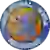 Зетакама Дораль Ніса Клодзко 