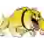Bowie State Bulldogs
