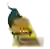 Molina