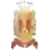 Осея (жін)