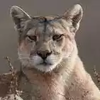 Пумас Осорно (жен)