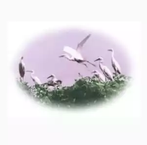Xiamen Egrets (Women)