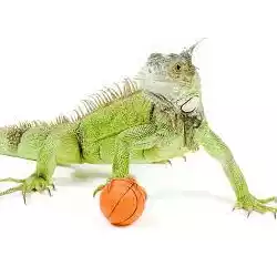 Iguaba